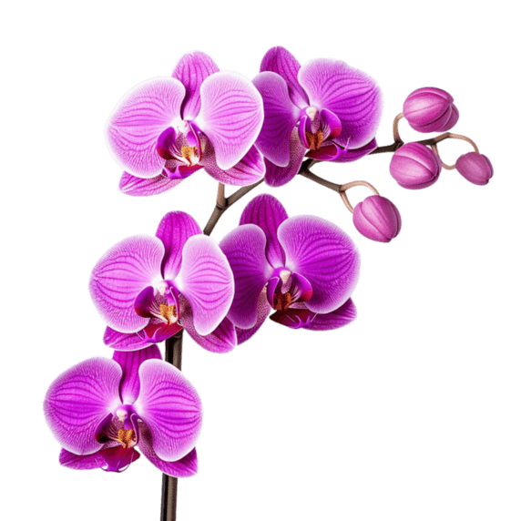 创意写实春天植物花卉紫色蝴蝶兰元素立体免扣图案