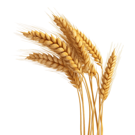 创意装饰农作物粮食丰收小麦金黄稻谷元素立体免抠图案