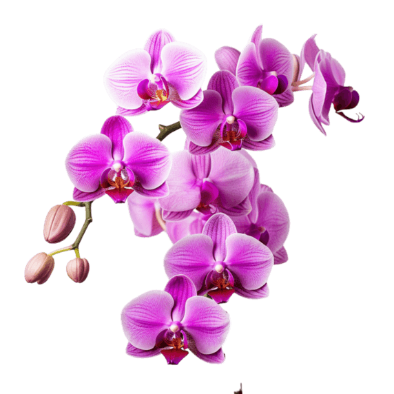 创意矢量春天植物花卉紫色蝴蝶兰元素立体免扣图案