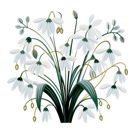创意植物花朵白色雪兰花元素免抠图案