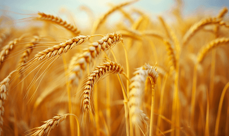 创意秋天金黄的麦穗特写丰收小麦农作物麦田耕地