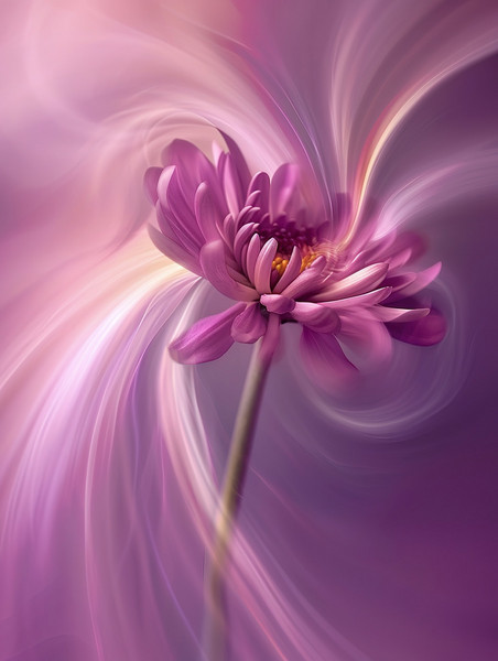 创意紫色抽象艺术感植物花卉花朵一朵美丽的菊花微距素材