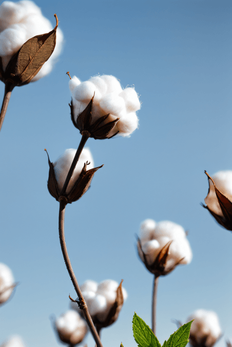 农作物成熟棉花植物家纺原料摄影图