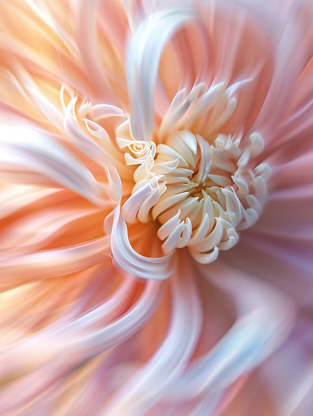 创意一朵美丽的菊花微距白色抽象艺术感植物花卉花朵
