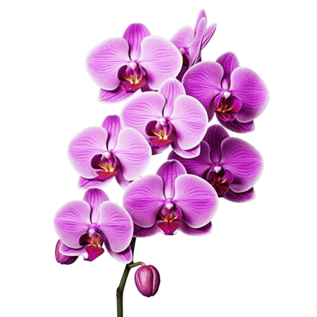 创意ai紫色蝴蝶兰春天植物花卉元素立体免扣图案