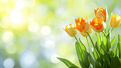 创意简约唯美清新花朵花束花丛的春天郁金香背景19