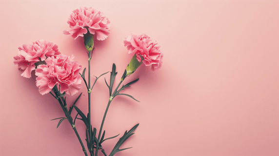 创意鲜花康乃馨主题母亲节简约粉色背景41