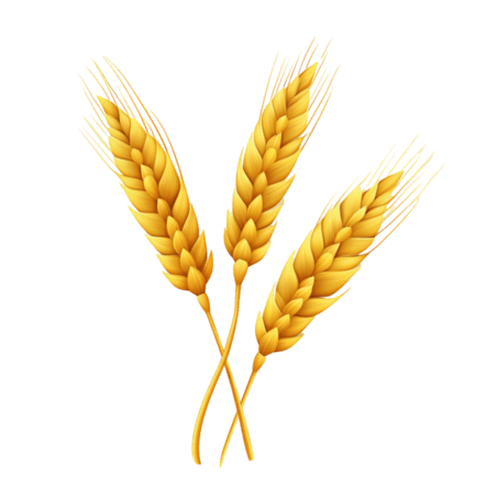 创意真实黄金麦穗小麦丰收农作物元素免抠图案