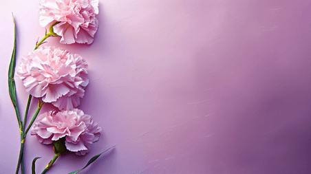 母亲节简约紫色鲜花康乃馨主题背景45