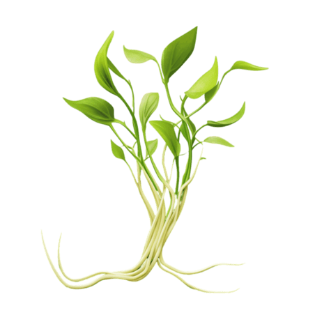 创意蔬菜农作物数字艺术新鲜嫩芽元素免抠图案