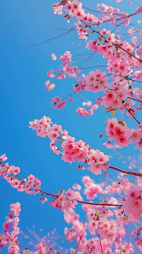 创意樱花写真摄影图粉色照片植物花卉