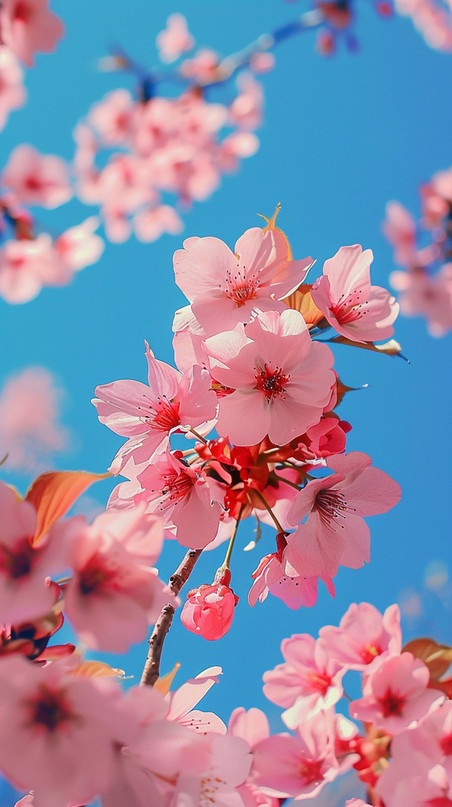 创意照片写真摄影图粉色樱花植物花卉