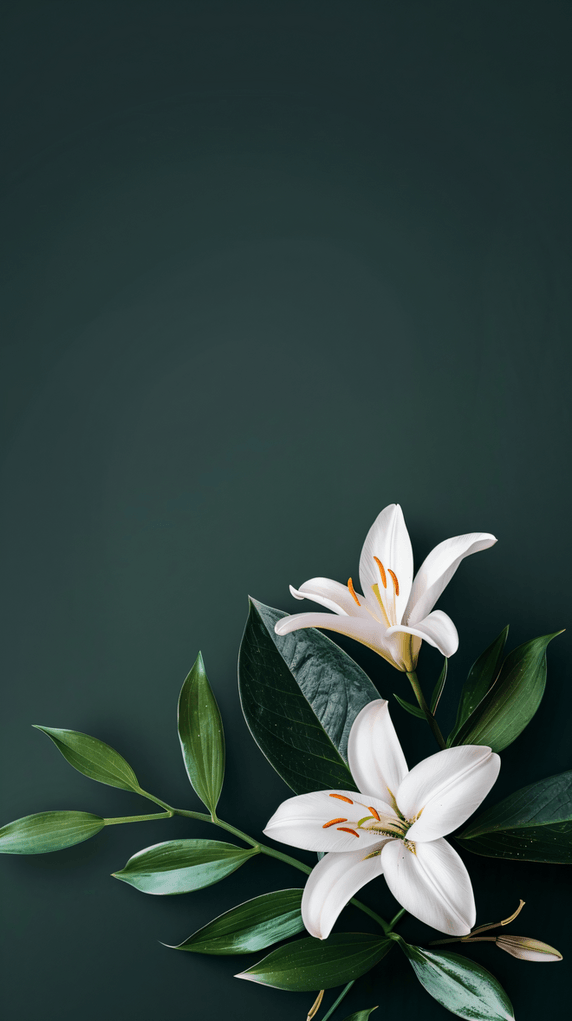 春天高级感植物母亲节百合花深绿色背景4