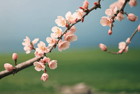 创意春天桃树上的桃花摄影图8