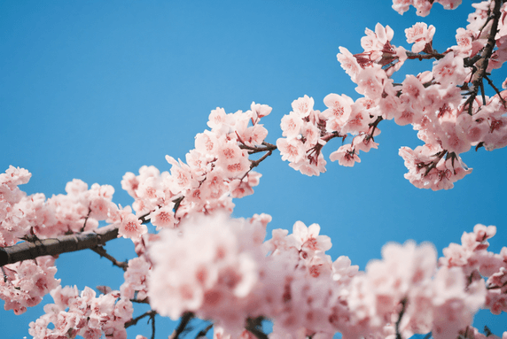 创意春天室外粉色樱花盛开摄影植物花卉风景照片2
