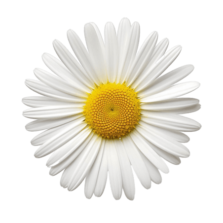 春天植物花朵白色小雏菊小巧雏菊元素免抠图案