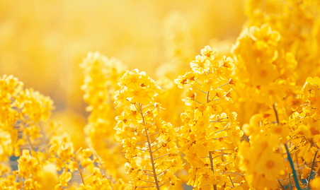 创意春天黄色的油菜花田花朵植物