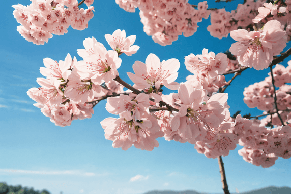 创意春日蓝天下的樱花摄影植物花卉花枝照片3