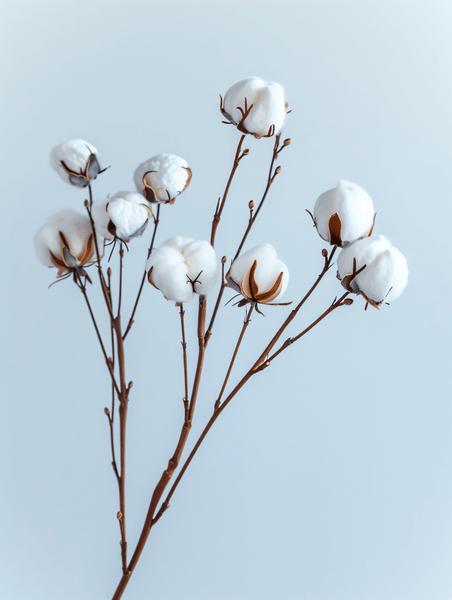 干净简约棉花植物绵柔质感花朵