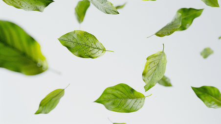 创意白色简约绿色树叶叶片飘落的背景14