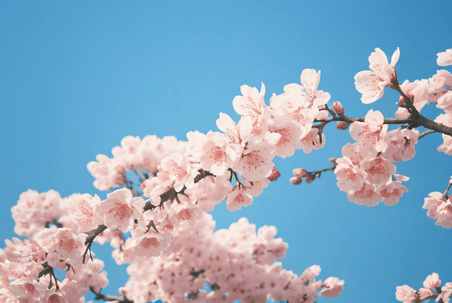 创意春天植物花卉花枝室外粉色樱花盛开摄影配图7