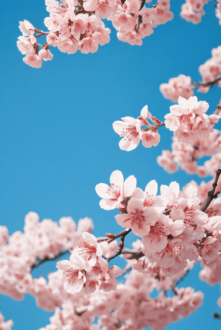 创意春天粉色樱花摄影9植物花卉