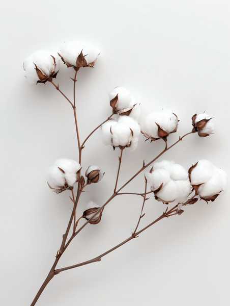 棉花植物绵柔质感花朵干净简约