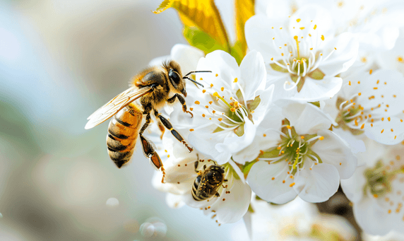 创意春天樱花蜜蜂惊蛰桃花摄影图