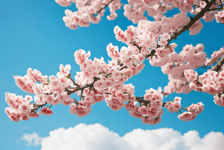 创意春季蓝天下的粉色樱花植物花卉风景摄影配图2