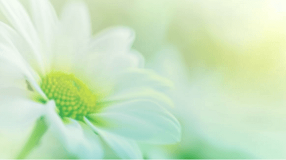 创意春天浅绿色花瓣黄色花蕊虚化朦胧花影背景图