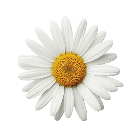 春天植物花朵白色小雏菊雏菊元素免抠图案