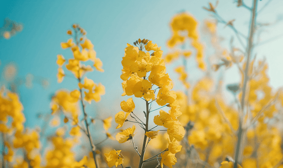 创意春天黄色的油菜花田植物花卉花朵