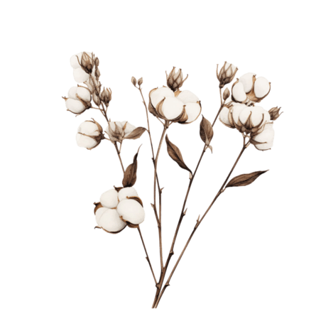 创意洁白棉花元素免抠植物花朵植物农作物图案