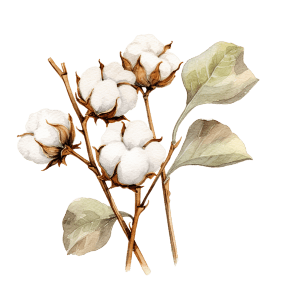 创意水彩一束棉花植物花朵植物农作物免扣元素