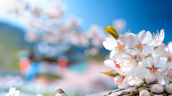 创意盛开的美丽樱花春天花朵植物背景摄影7