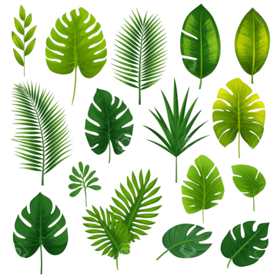 夏天植物分离的不同绿色热带棕榈叶的向量集