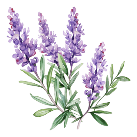 创意水彩紫色花朵植物薰衣草鲜花元素免抠图案