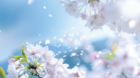 春天花朵植物背景创意盛开的美丽樱花摄影13