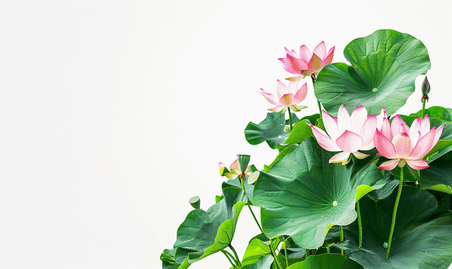 创意花朵荷花荷叶夏天夏季花朵植物文艺清新背景摄影图