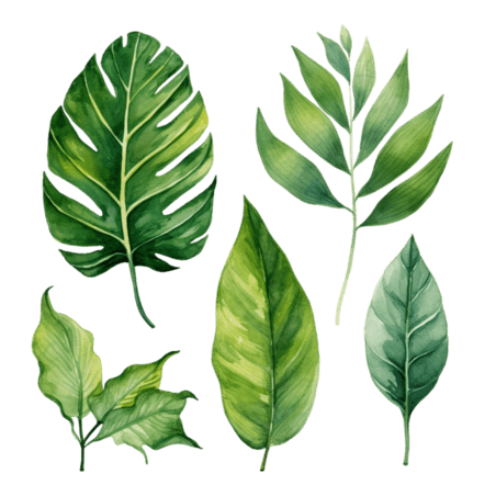 叶子夏季夏天热带植物绿色树叶元素免抠图案