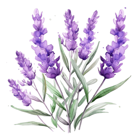 水彩紫色花朵植物薰衣草鲜花元素免抠图案