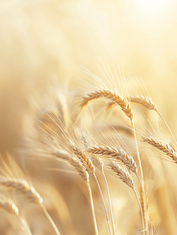 夏天金色农作物丰收田园风光阳光下麦田麦穗摄影图