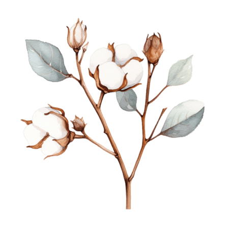 植物花朵植物农作物水彩白色单支棉花免扣元素