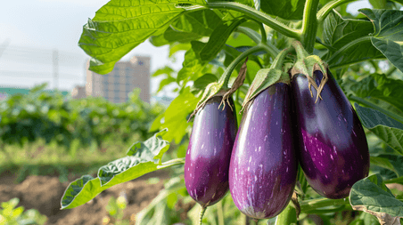 创意蔬菜农作物新鲜蔬菜茄子摄影13