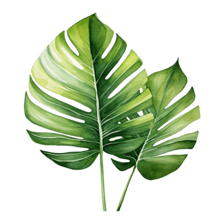 创意绿色树叶叶子夏季夏天热带植物元素免抠图案