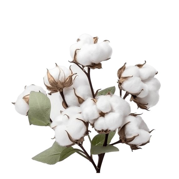 农作物创意棉花植物元素免抠图案