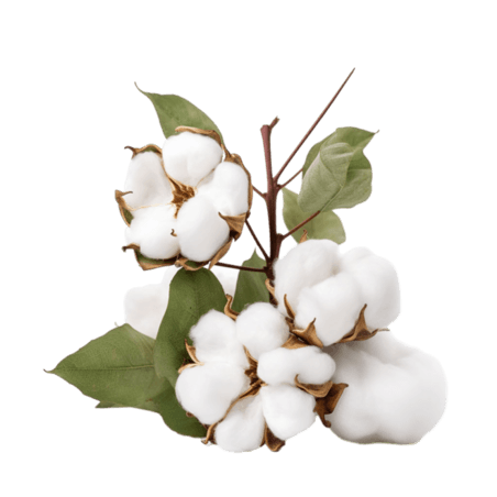 创意棉花植物农作物元素免抠图案