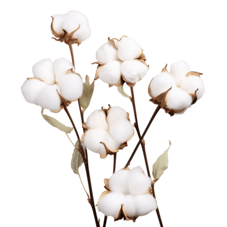 创意棉花植物元素免抠图案农作物