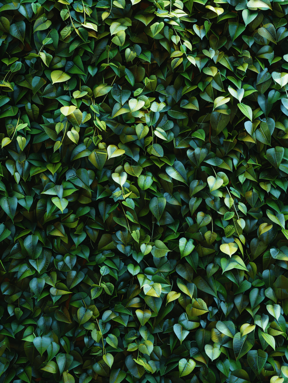 绿色清新植物树叶背景墙叶子夏天夏季摄影图