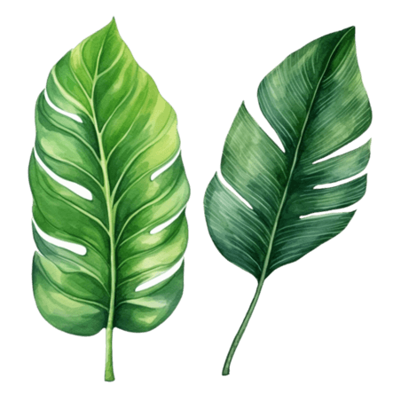 创意绿色叶子夏季夏天热带植物树叶元素免抠图案
